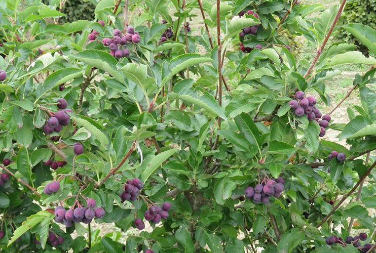 Aroniarøn, x Sorbaronia fallax 'Burka'. Foto: GC Plant