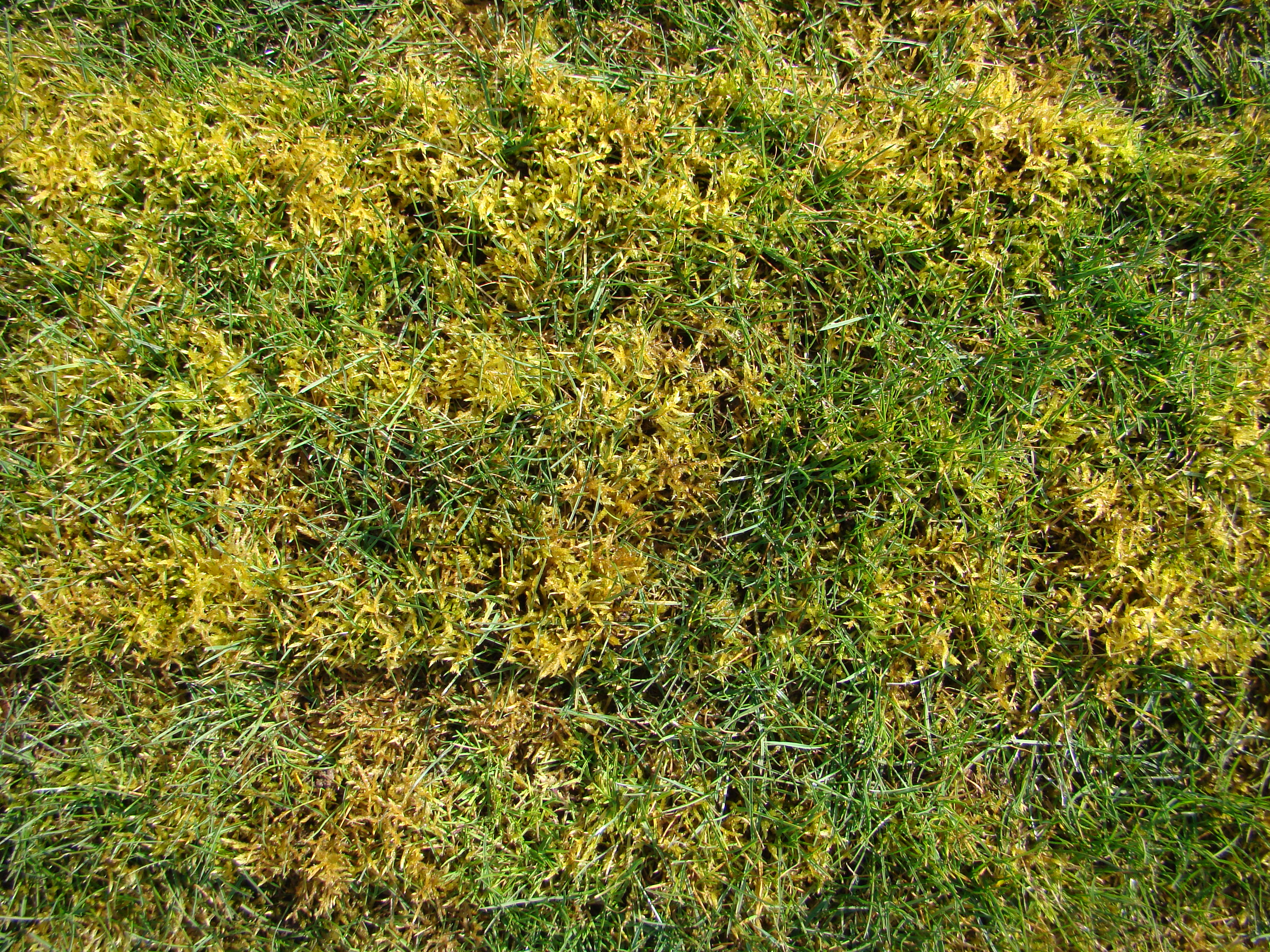 Mos i græsplænen. Foto: Flickr