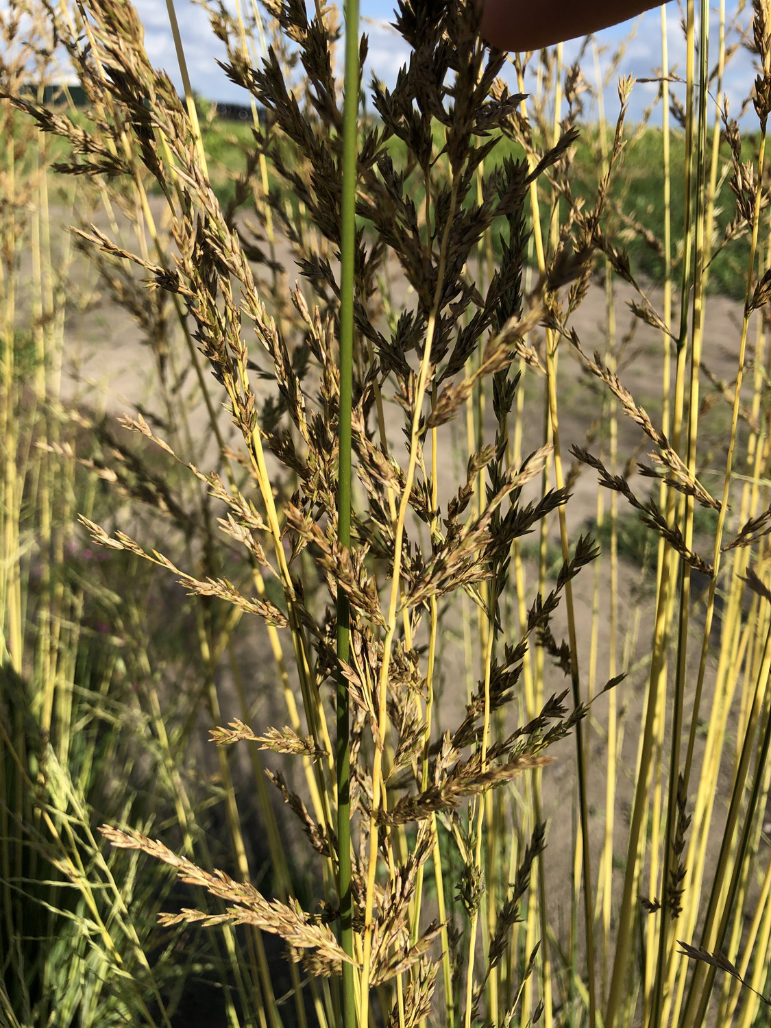 Stor pibegræs, Molinia arundinacea Norðic 'Tiki Lights'. Foto: Staudegaarden