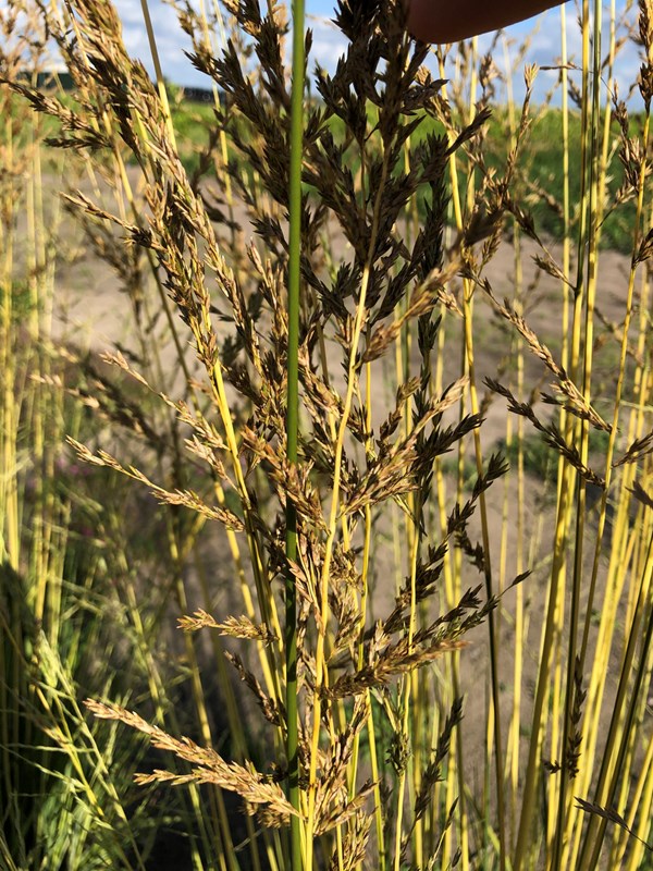 Stor pibegræs, Molinia arundinacea Norðic 'Tiki Lights'. Foto: Staudegaarden