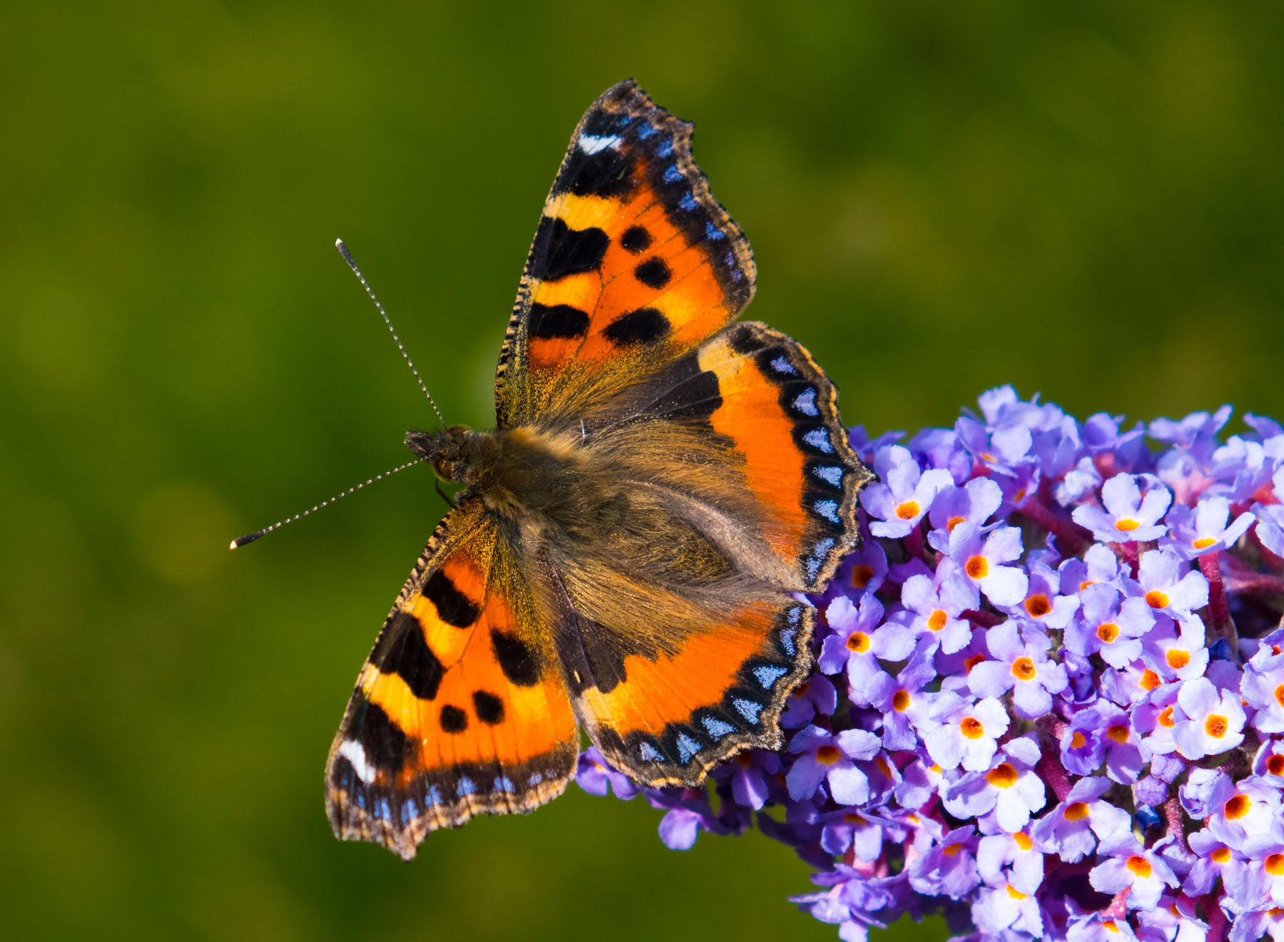 Nældens takvinge på sommerfuglebusk. Foto: Flickr/Natural England/Allan Drewitt