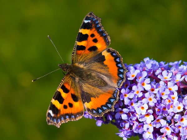 Nældens takvinge på sommerfuglebusk. Foto: Flickr/Natural England/Allan Drewitt