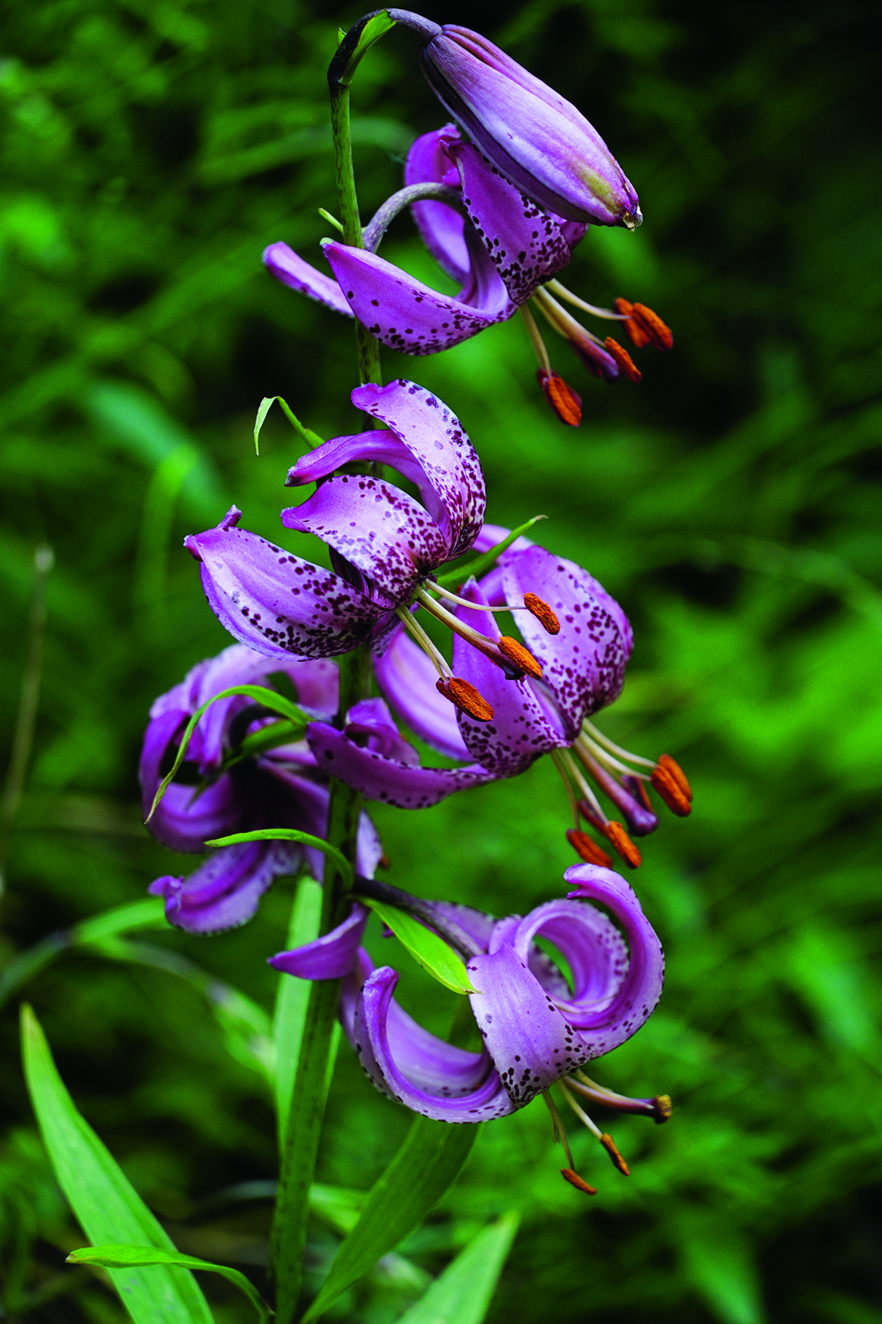 Kranslilje, Lilium martagon. Foto: Flicr Xulescu G