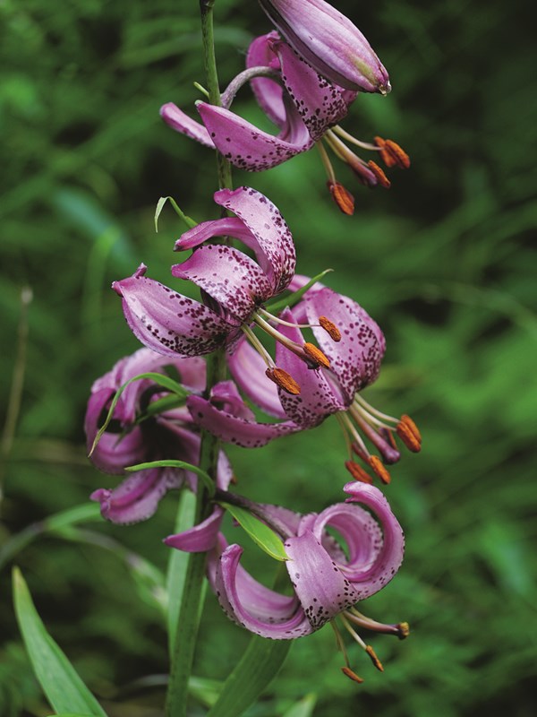 Kranslilje, Lilium martagon. Foto: Flicr Xulescu G