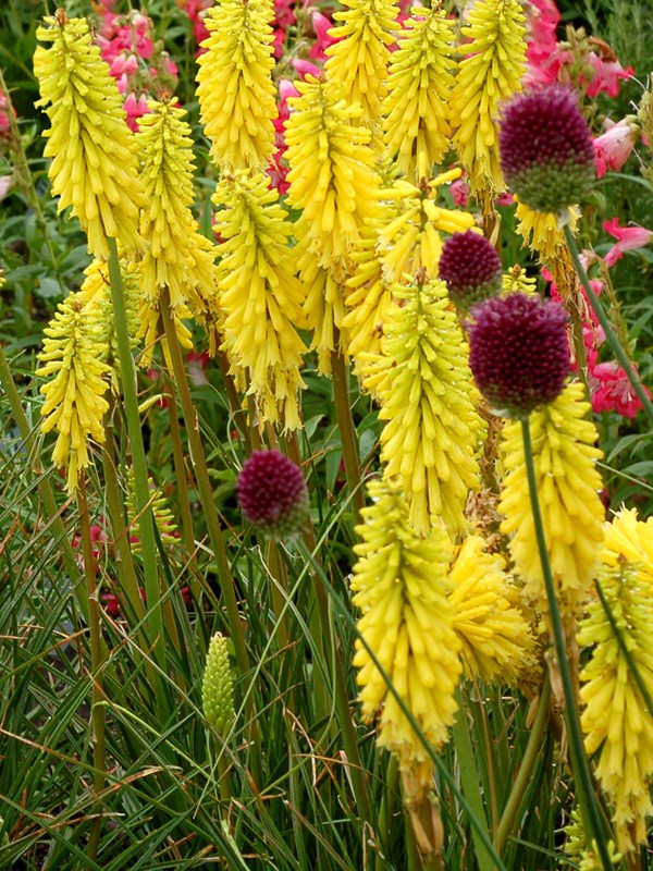 Raketblomst, Kniphorfia 'Lemon Popsicle' i selskab med middelhavsprydløg, Allium sphaerocephalon. Foto: Hennecke Stauder