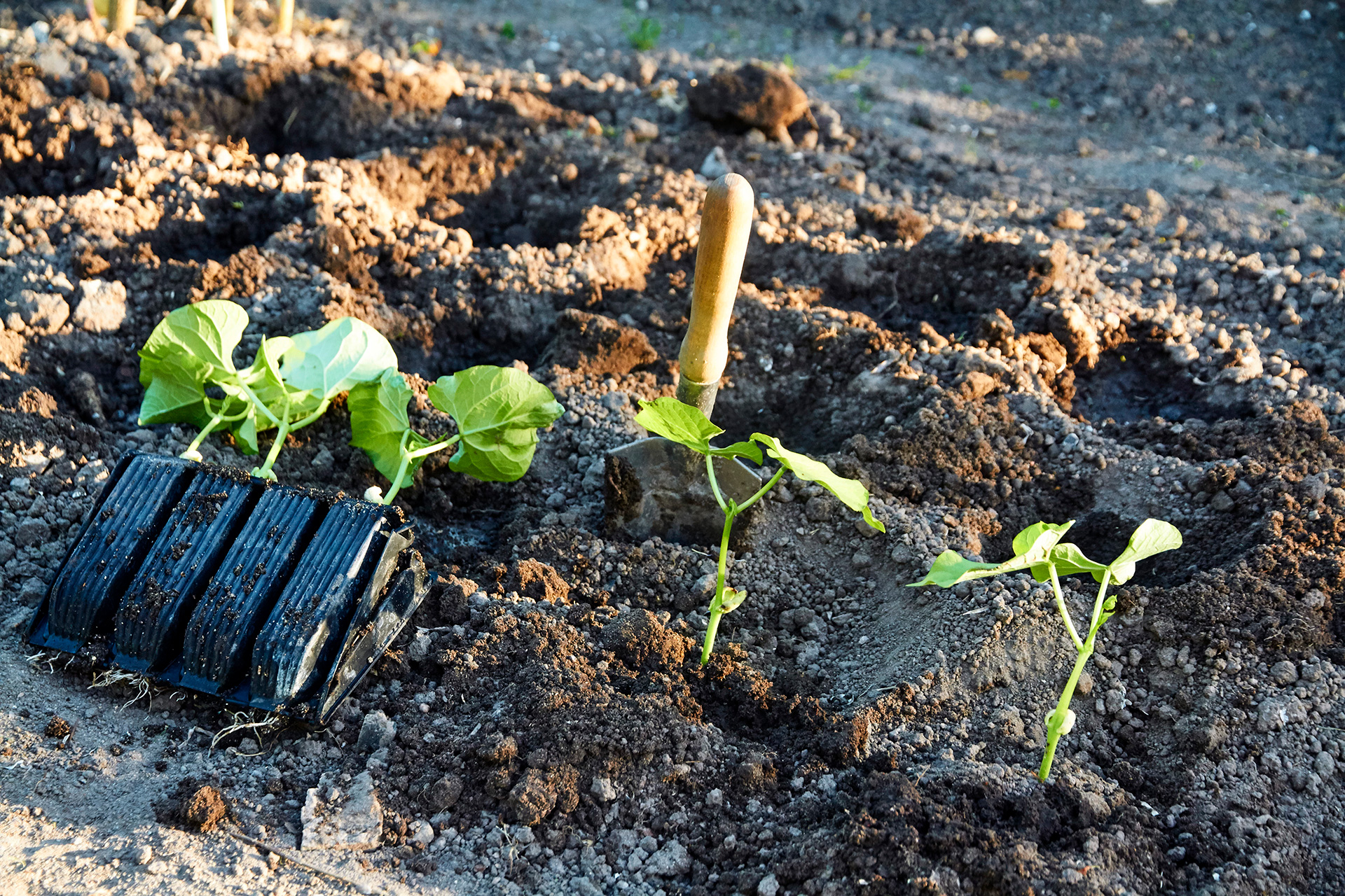 Udplantning af forkultiverede buskbønner. Foto: Karna Maj