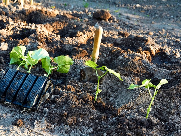 Udplantning af forkultiverede buskbønner. Foto: Karna Maj