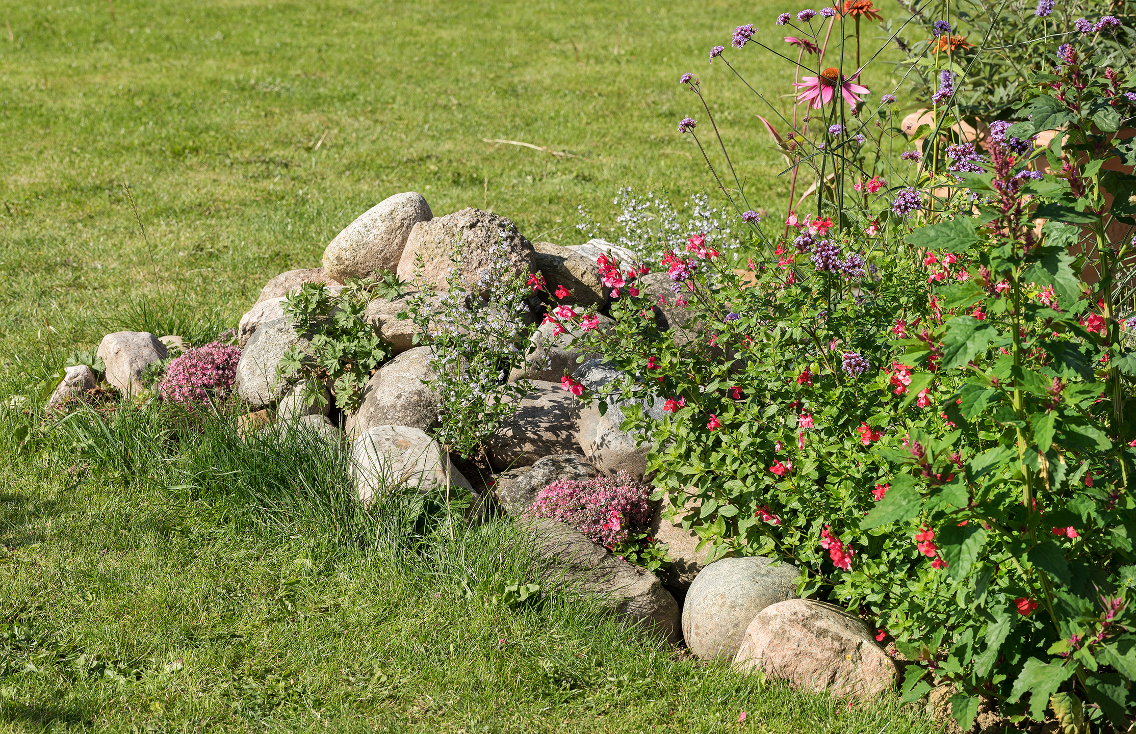 Stenbunke og nektarplanter. Foto: Ann Malmgren