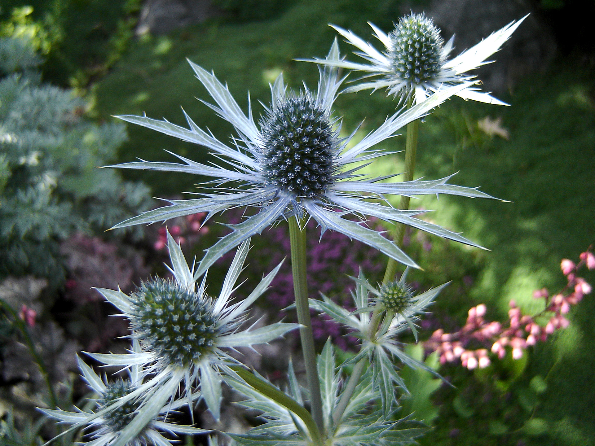 Russisk mandstro, Eryngium planum.
