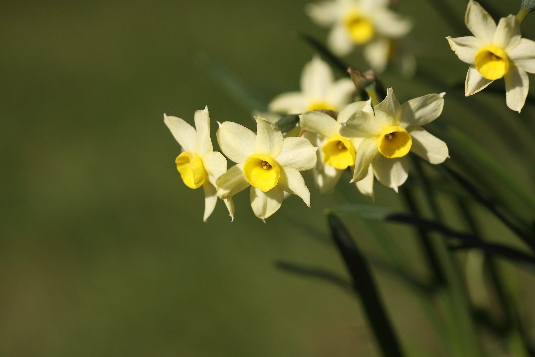 Narcissen 'Minnow' er en tazetnarcis med duftende citrongule blomster. Foto: Flickr/Dean Morley
