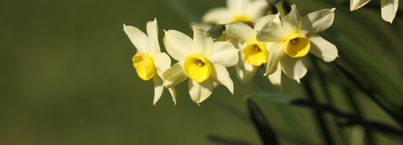 Narcissen 'Minnow' er en tazetnarcis med duftende citrongule blomster. Foto: Flickr/Dean Morley
