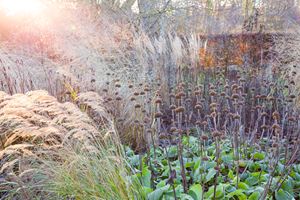 Løvehale, Phlomis russeliana, med græsser. Foto: Marianne Folling