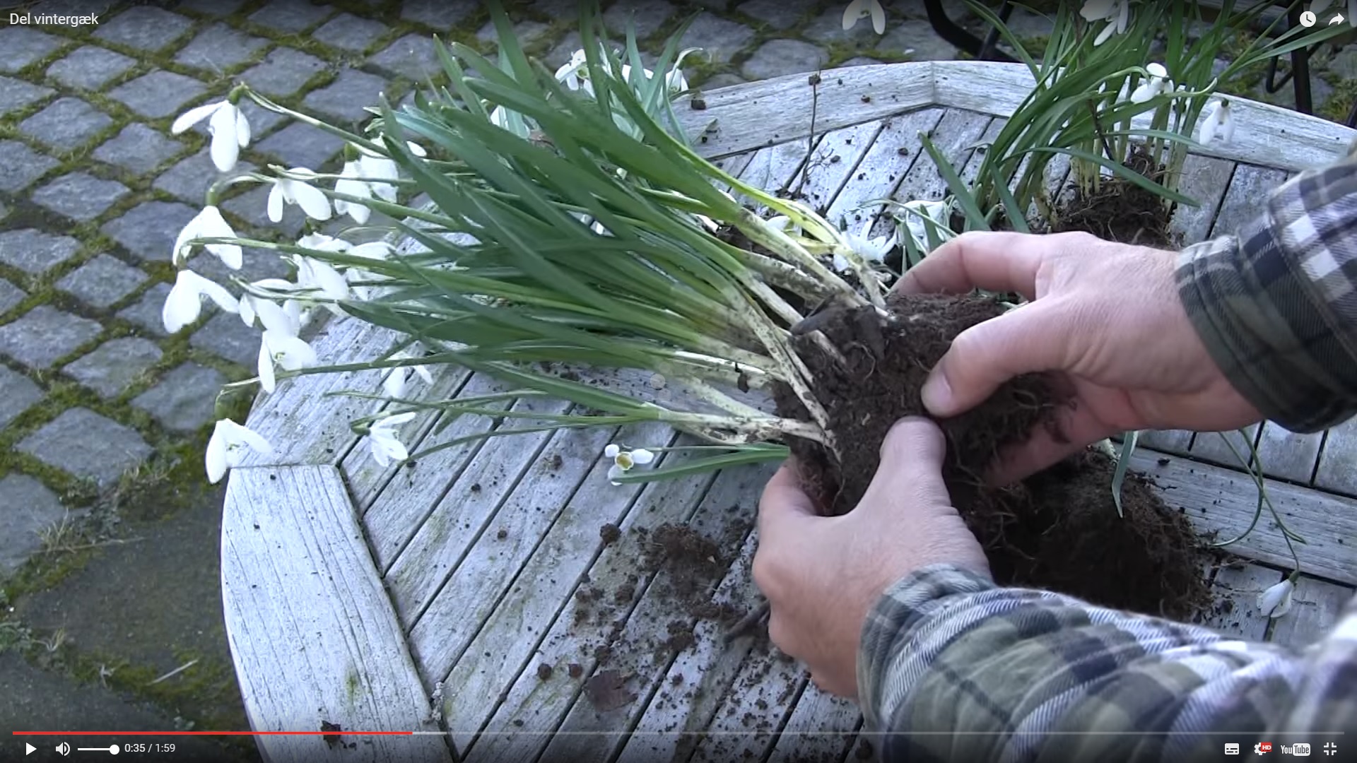 Del vintergækkerne. Foto: Haveselskabet