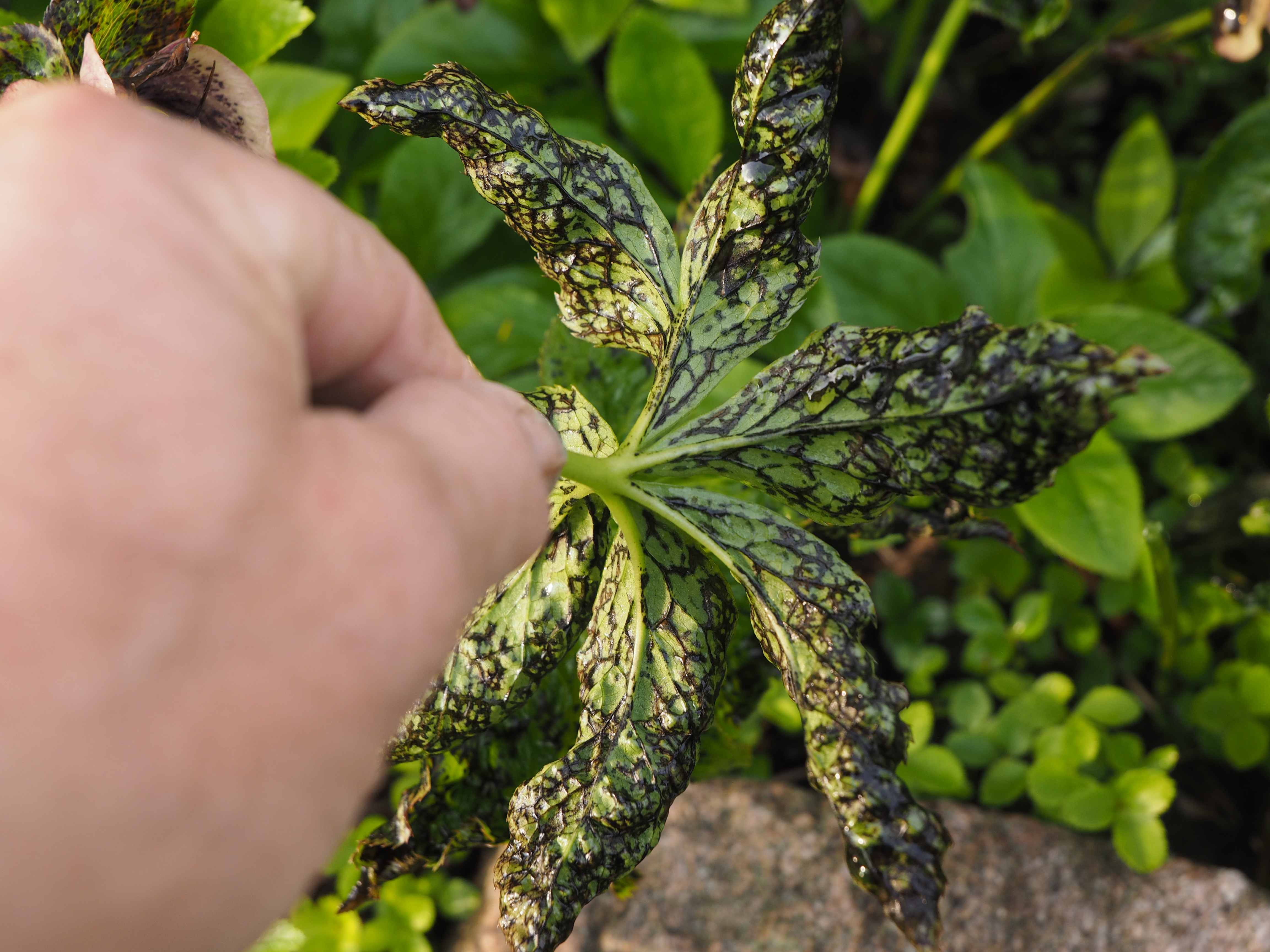 Typiske symptomer på Hellebore Black death er sorte striber langs bladnerverne. Ses tydeligst på undersiden af bladene. Foto: Magnus Gammelgaard.