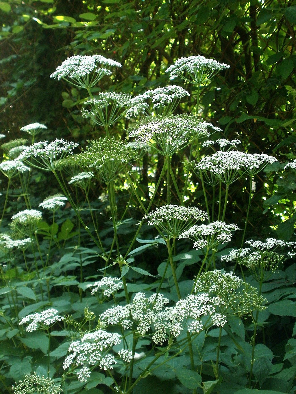 Skvalderkål, Aegopodium podagraria. Foto: Wikimedia/Anro0002