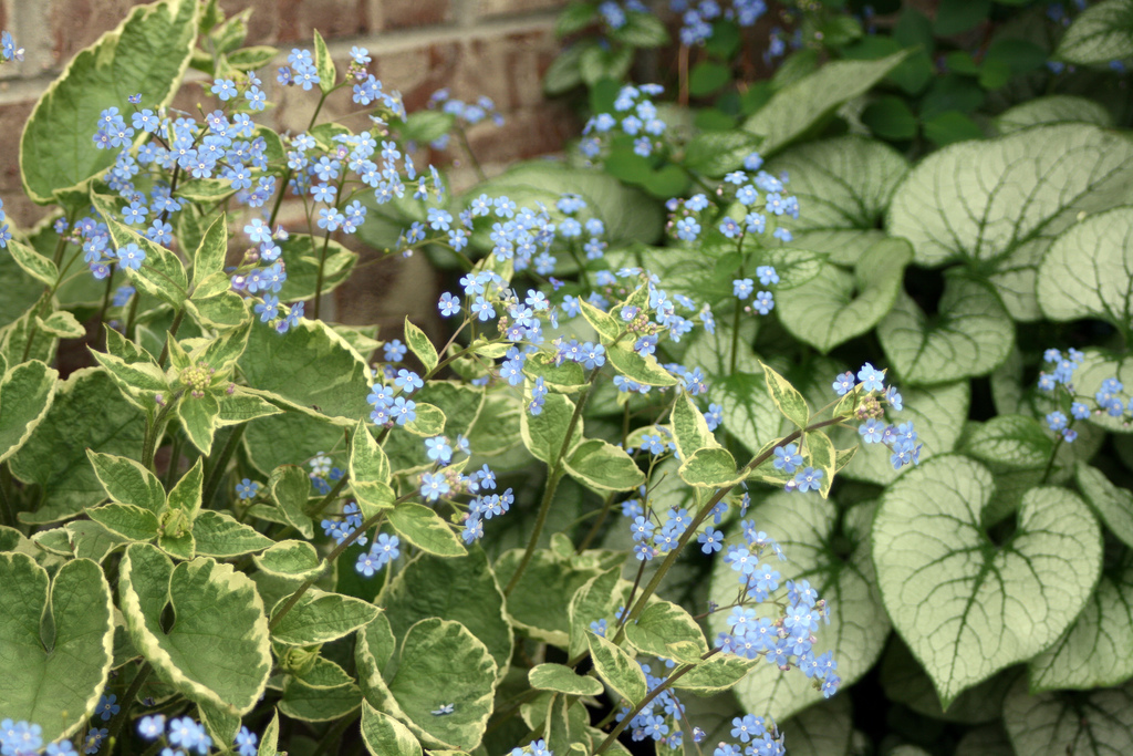 Kærmindesøster, Brunnera marophylla. Foto: Wikimedia