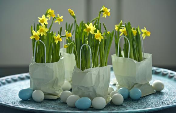 Påskeliljer på bakke. Foto iBulb/Løgdriverklubben.