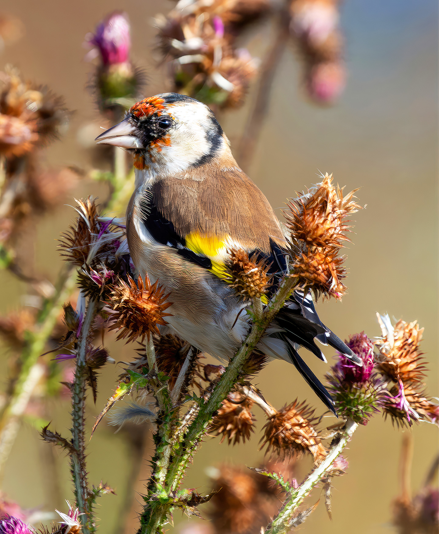 Stillits på tidsel. Foto: iStock