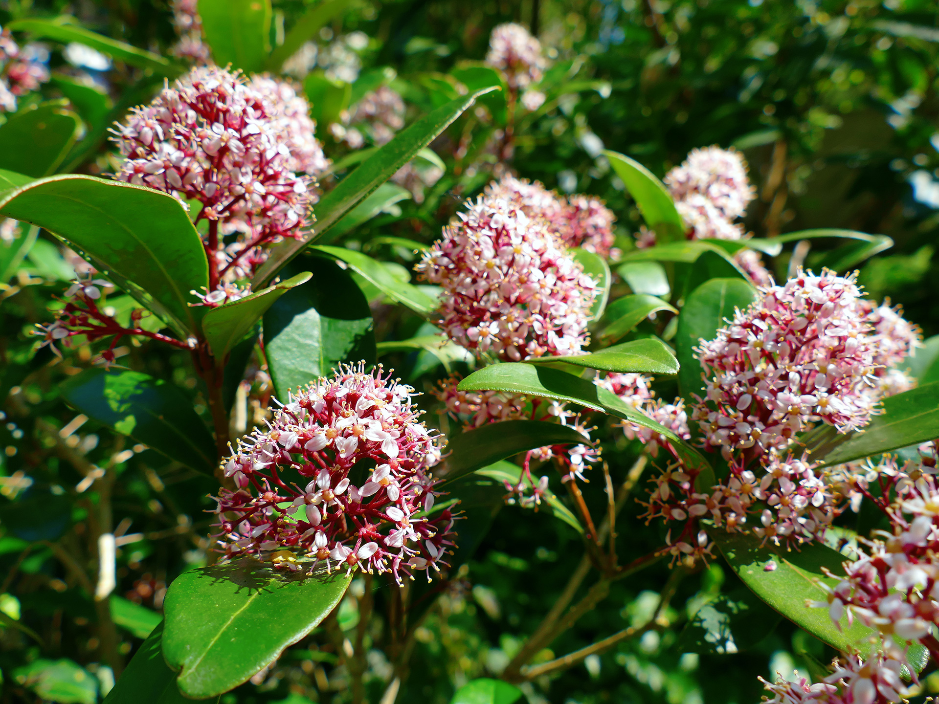 Japansk skimmia, Skimmia japonica 'Rubella'. Foto:  iStockphoto/Ifness