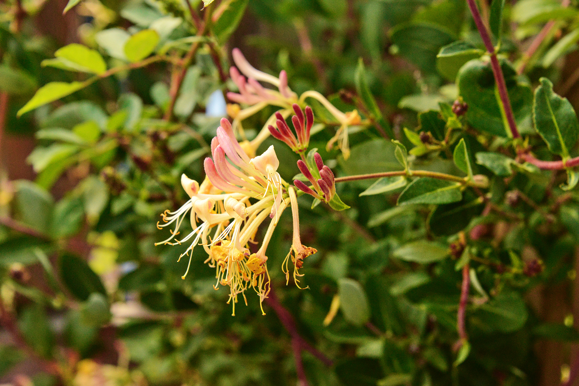 Kaprifolie, Lonicera periclymenum 'Loly'. Foto: John Norrie