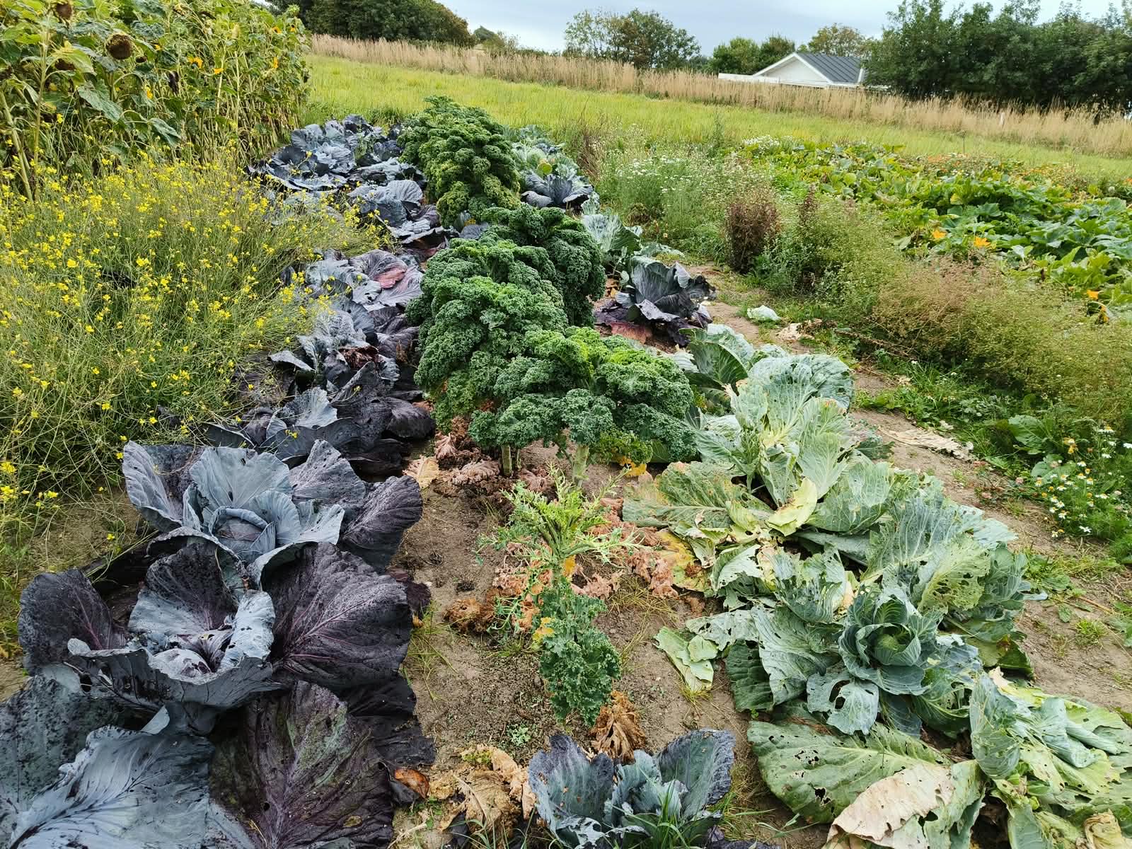 En del af udbyttet - her forskellige slags kål