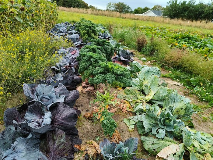 En del af udbyttet - her forskellige slags kål