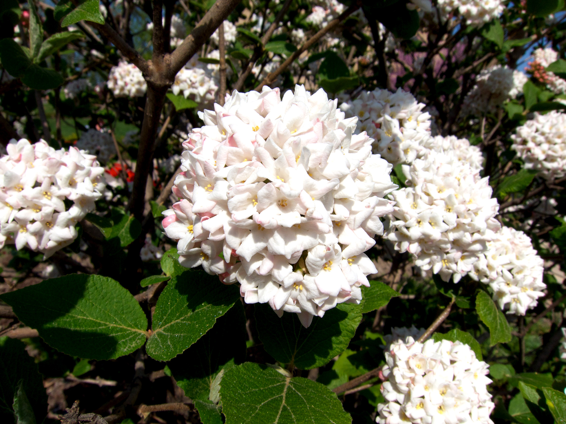 Duftsnebolle, Viburnum carlesii. Foto: Flickr