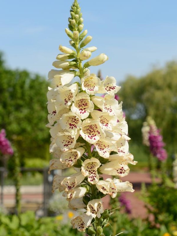 Fingerbøl, Digitalis 'Camelot Creme'. Foto: Janetandphil