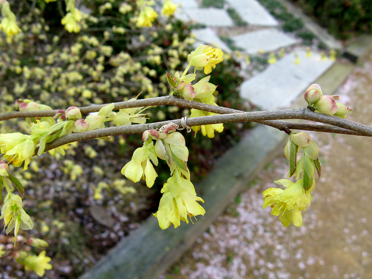 Småblomstret hasselbror, Corylopsis pauciflora. Foto: Wikimedia/KENPAI