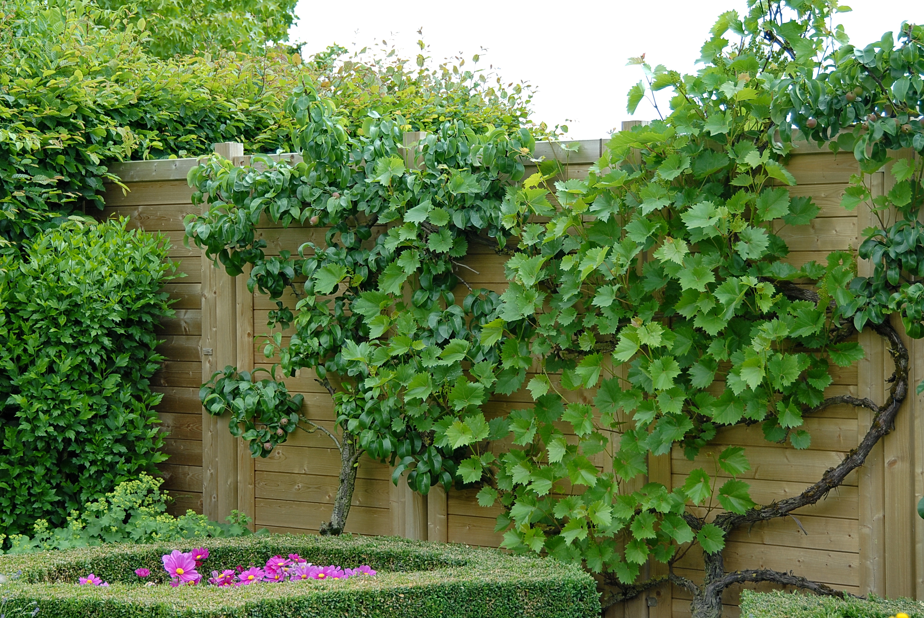 Vin og pære på plankeværk. Foto: Haveselskabet