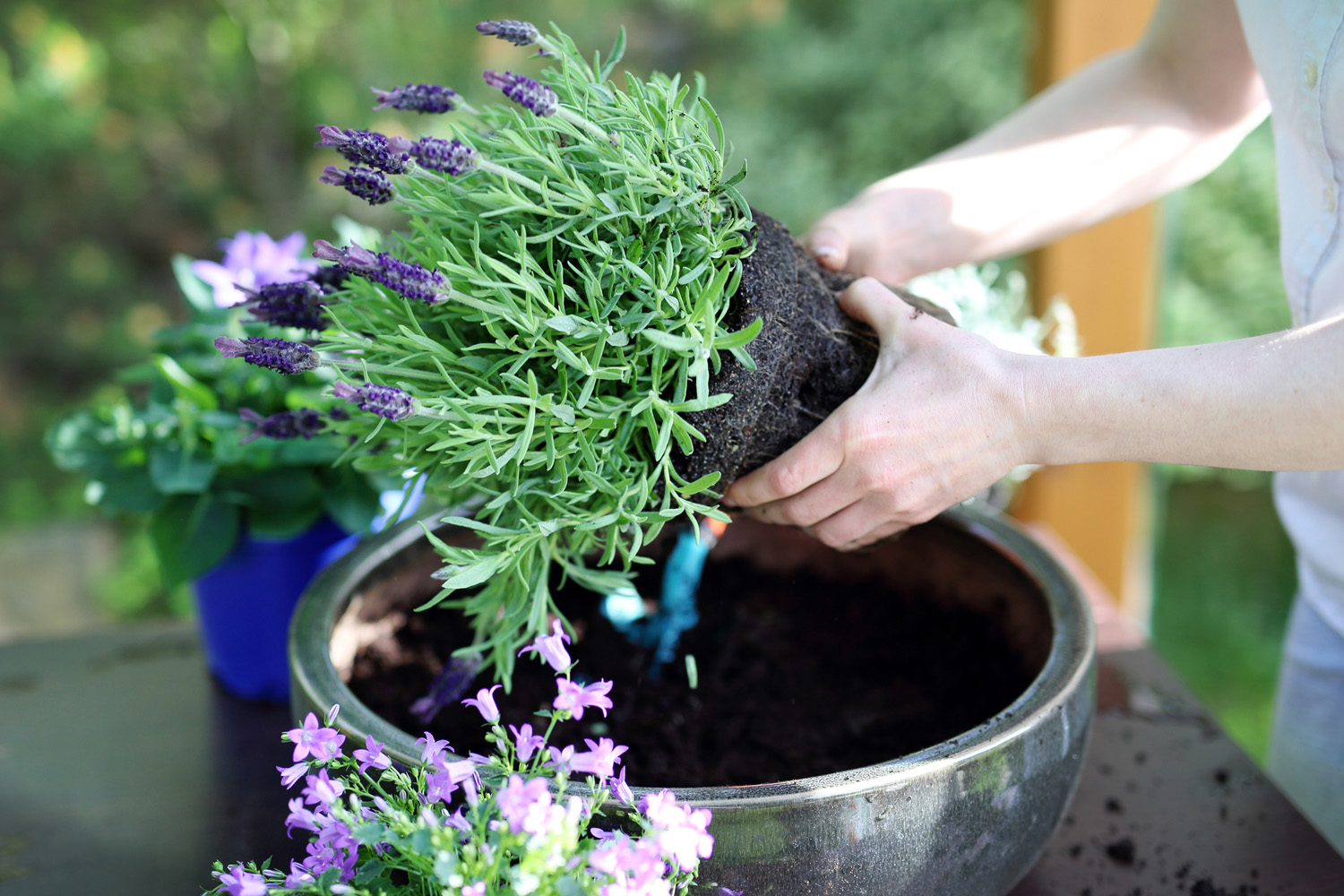 Lavendel plantes i krukke. Foto: Istockphoto/ robertprzybysz