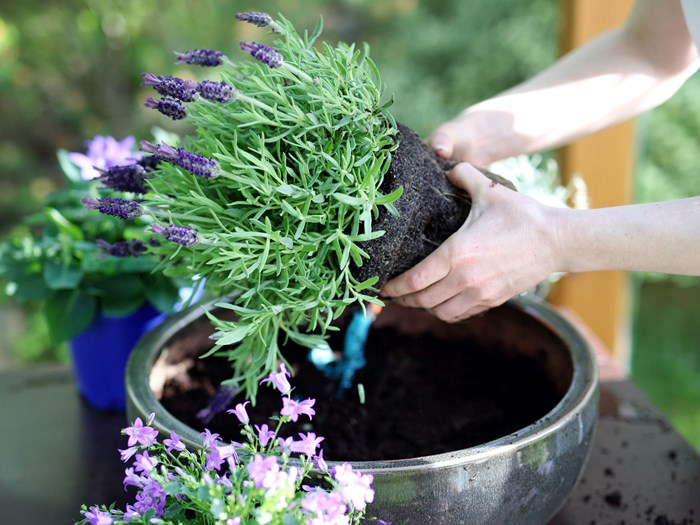 Lavendel plantes i krukke. Foto: Istockphoto/ robertprzybysz