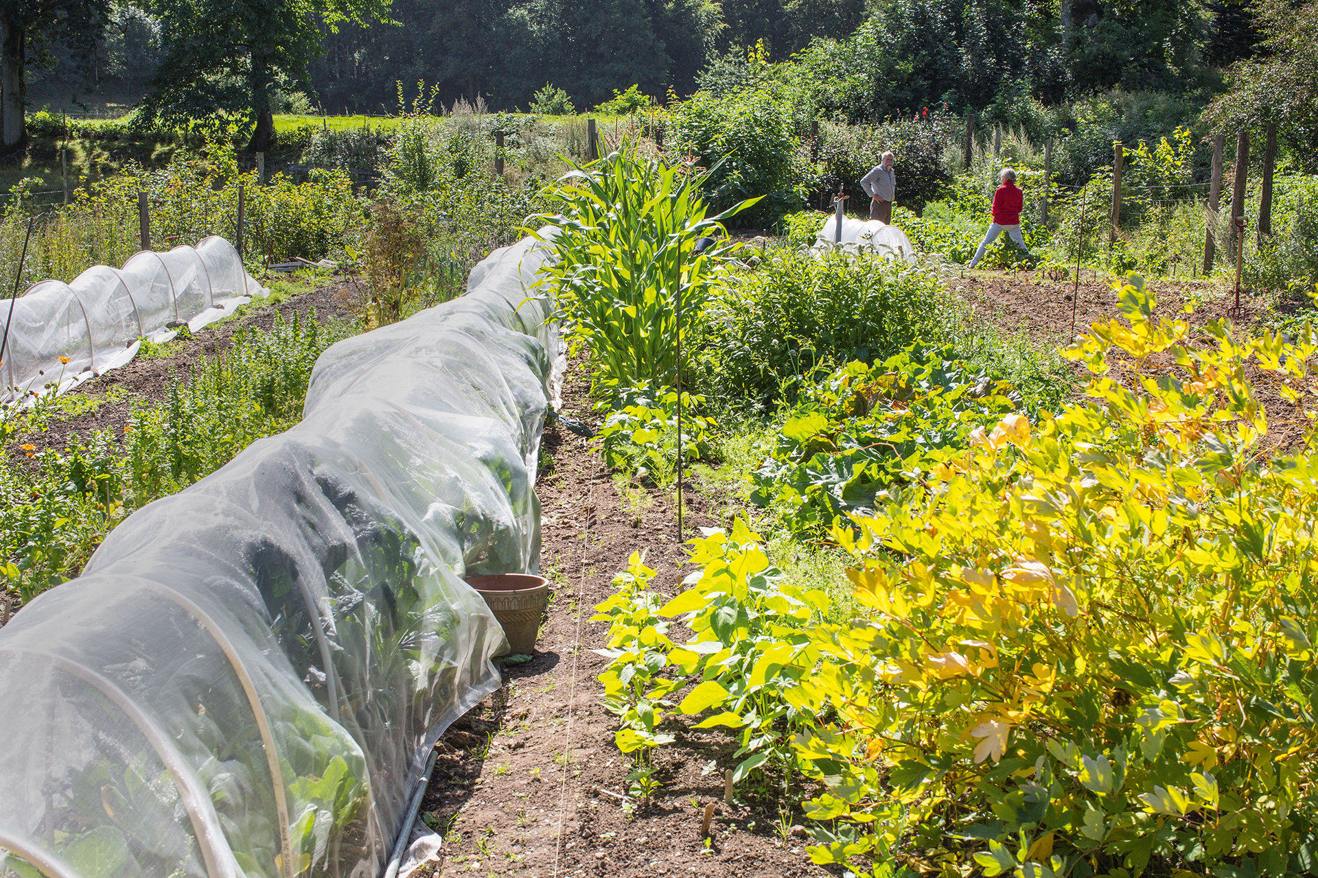 Køkkenhaven består af meget lange bede, der med enkelte pauser strækker sig i hele køkkenhavens længde (35 m). Til gengæld er de kun 70 cm brede, og det betyder, at man let kan nå ind at luge i midten og desuden let kan skræve over bedene uden at komme til at træde i dyrkningsjorden. Foto: Frank Kirkegaard