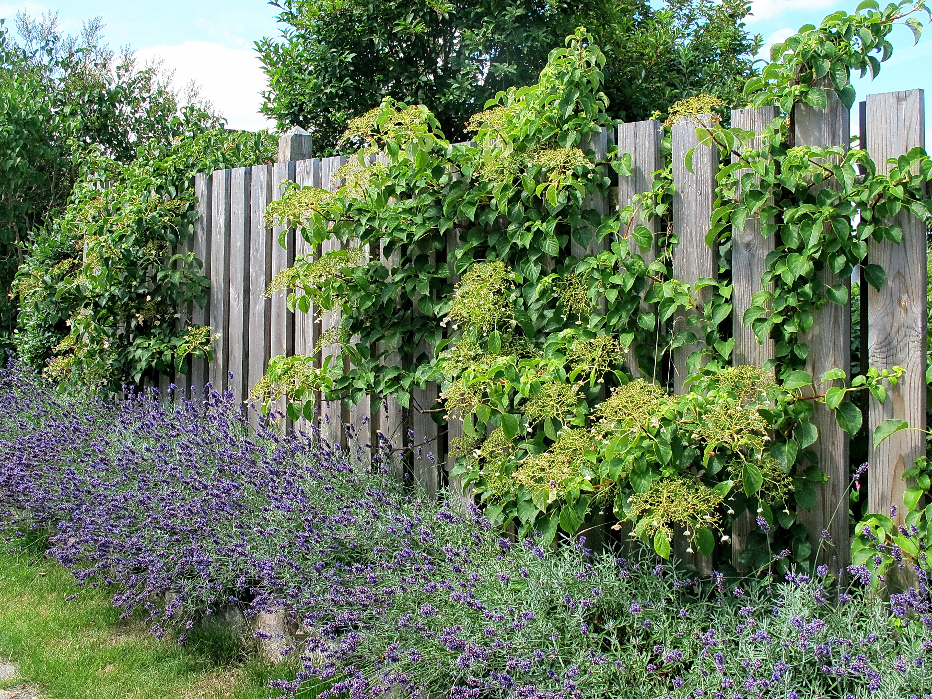 Klatrehortensia. Foto: Haveselskabet