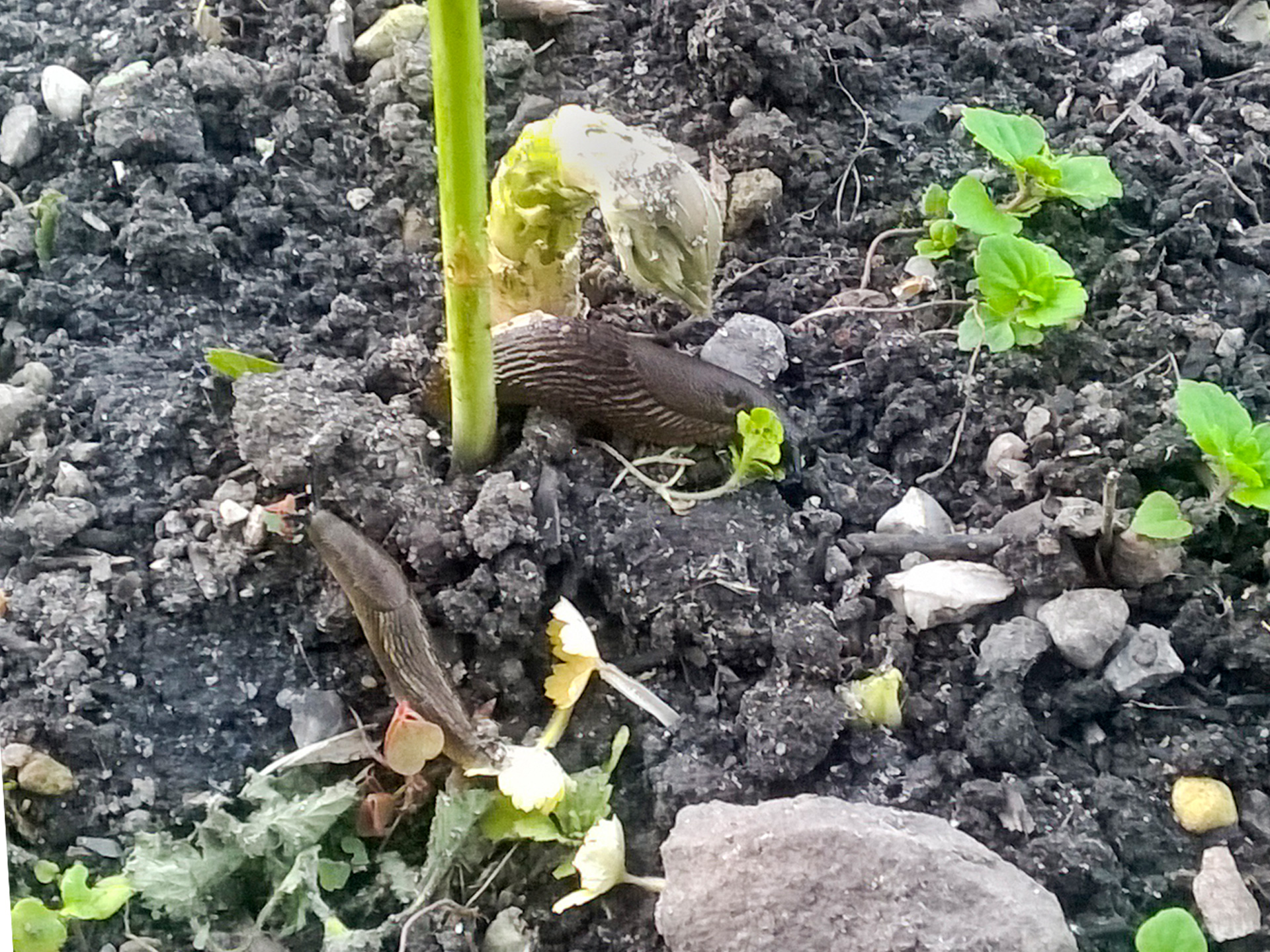 Dræbersnegle på asparges. Foto: Haveselskabet