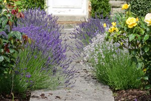 Lavendler er gode at bruge som kantplanter. Foto: Istockphoto/mtreasure