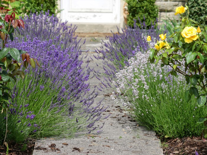 Lavendler er gode at bruge som kantplanter. Foto: Istockphoto/mtreasure