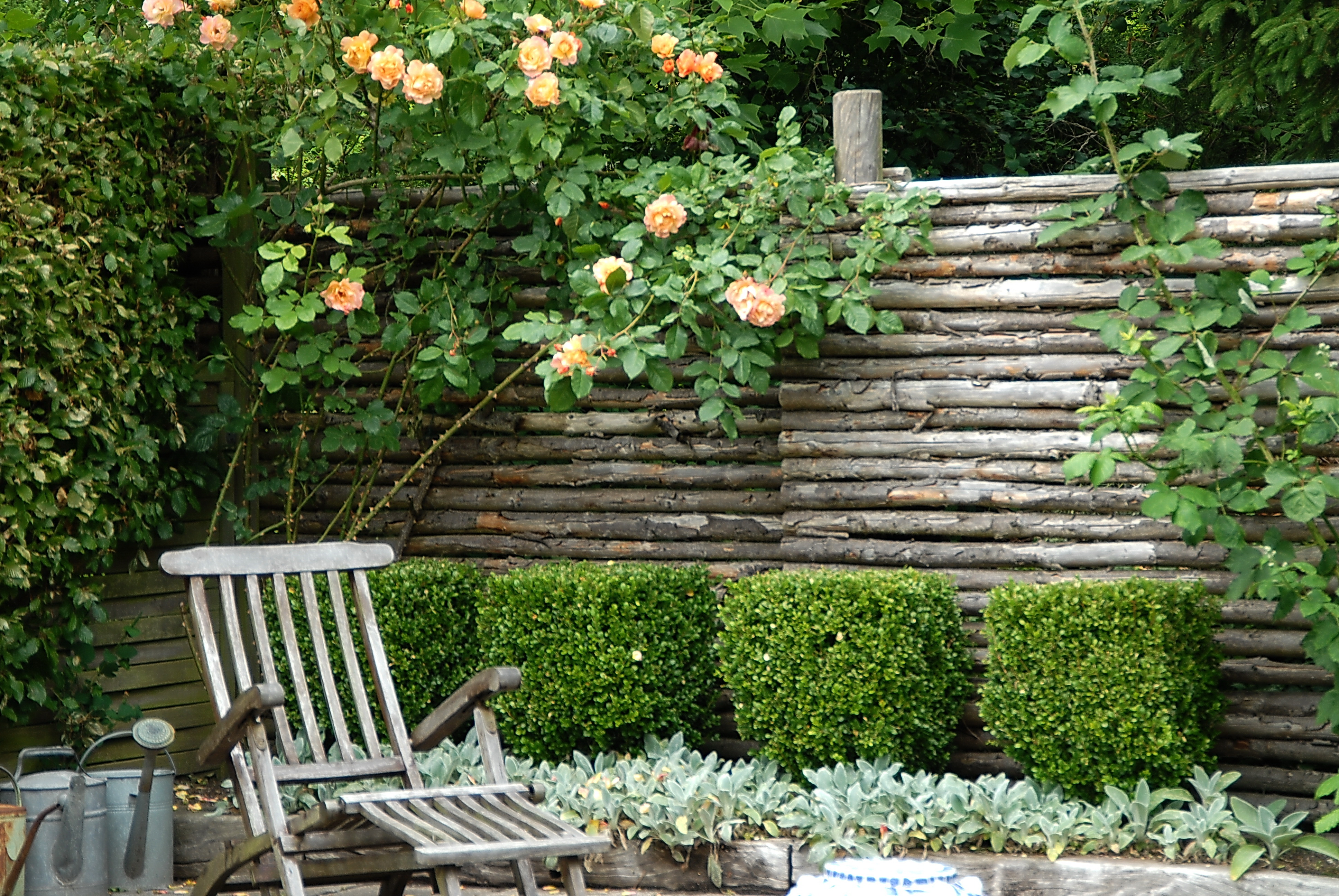 Klatrerosen 'Westerland'. Foto: Nina Ewald