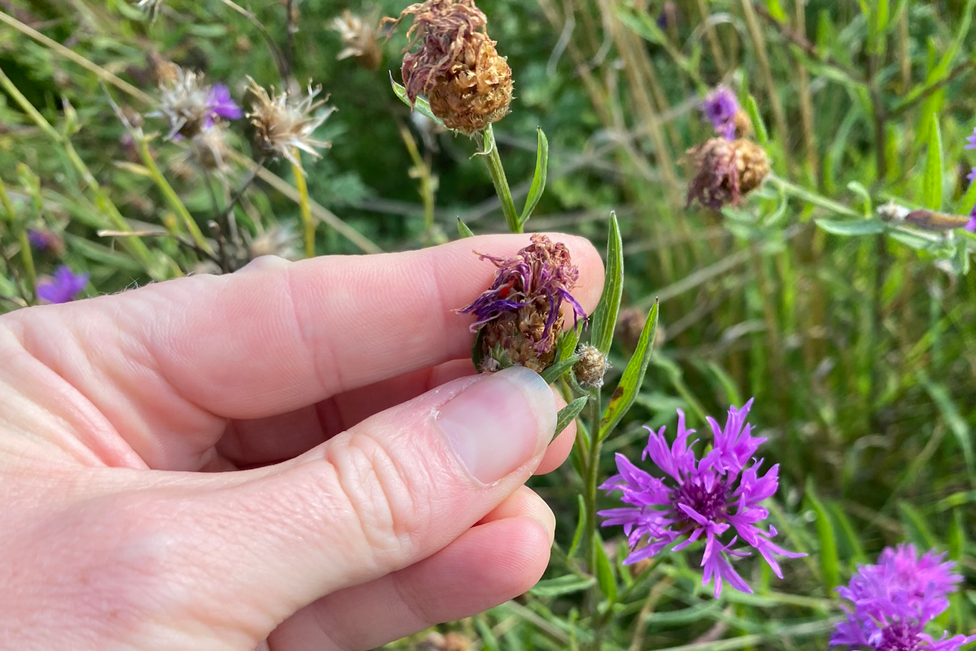 Frøstand fra alm. knopurt. Foto: Haveselskabet