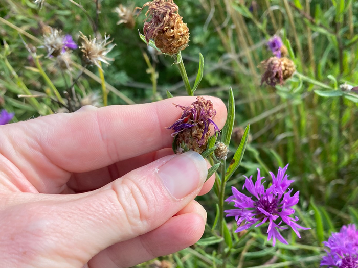 Frøstand fra alm. knopurt. Foto: Haveselskabet