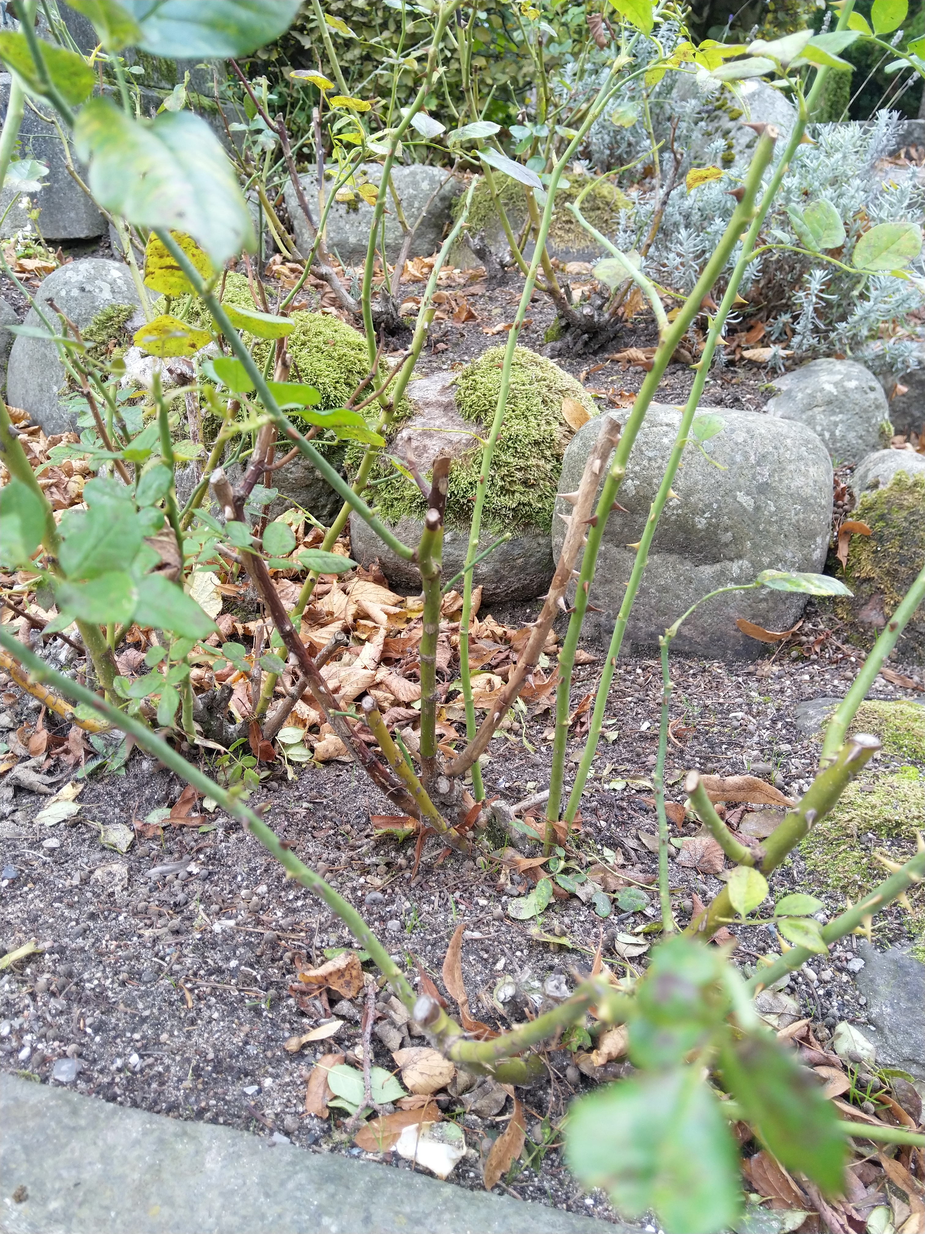 Efter angreb af stråleplet taber rosen bladene og står "højbenet" tilbage. Foto: Haveselskabet.