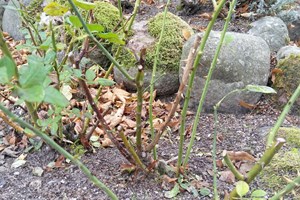Efter angreb af stråleplet taber rosen bladene og står "højbenet" tilbage. Foto: Haveselskabet.