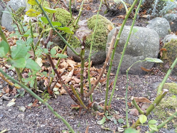 Efter angreb af stråleplet taber rosen bladene og står "højbenet" tilbage. Foto: Haveselskabet.