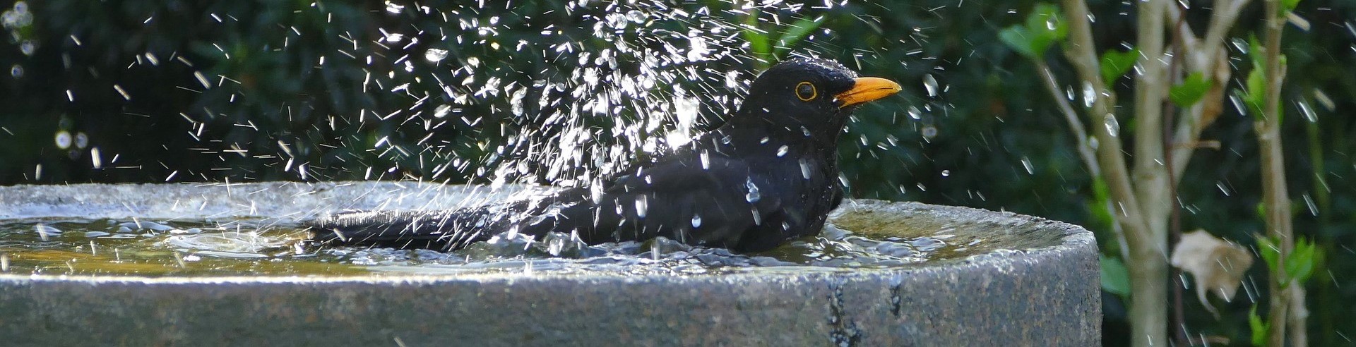 Solsort i fuglebad. Foto: Pixabay