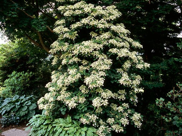 Klatrehortensia, Hydrangea anomala subsp. petiolaris der vokser op ad et træ. Foto: iStock