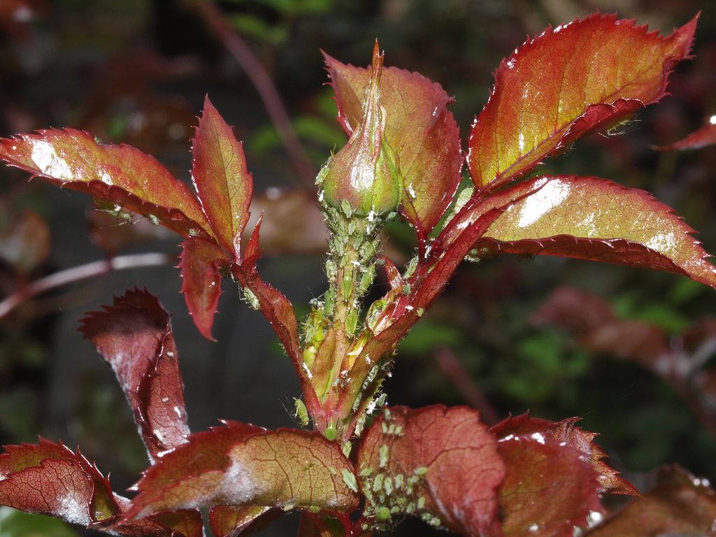 Rose angrebet af bladlus. Foto: Magnus Gammelgaard