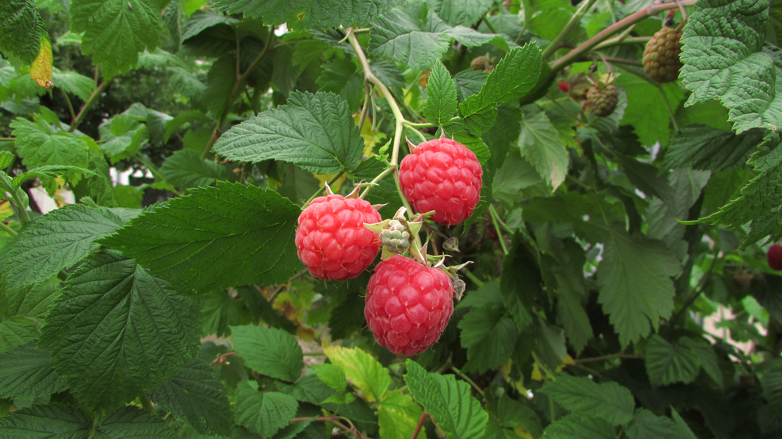 Hindbær. Foto: Flickr/Roberta