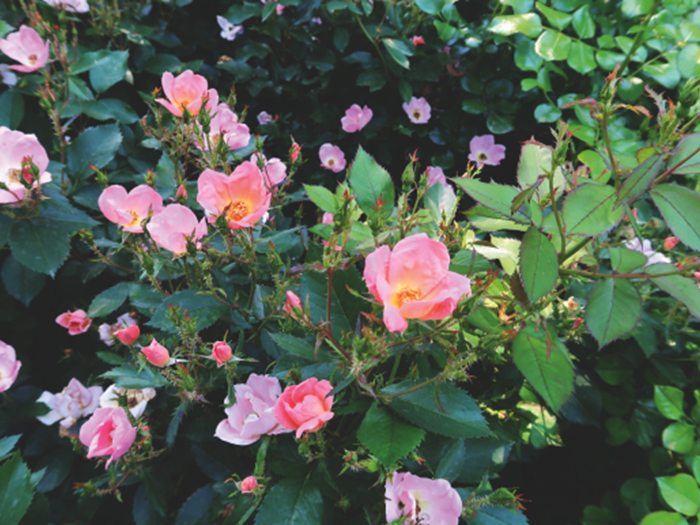 Rosa ‘Rainbow Knock Out’ (buketrose). Foto: Danske Planteskoler