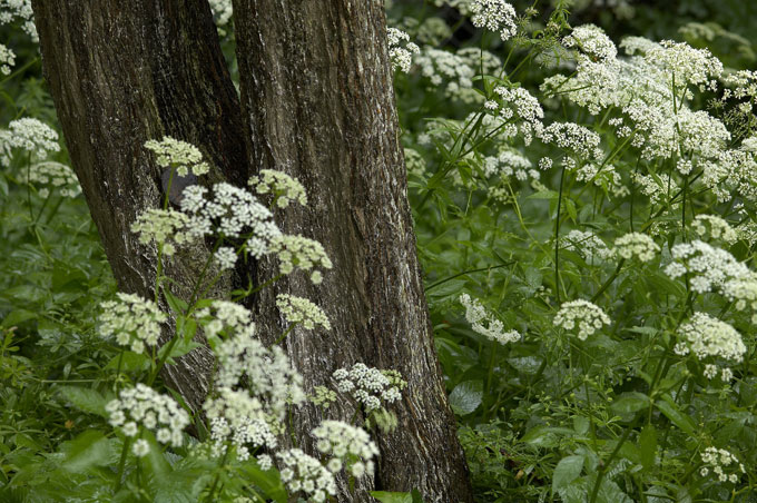 Skvalderkål. Foto: Lars Gejl/Biofoto/Scanpix