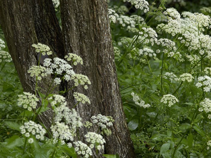Skvalderkål. Foto: Lars Gejl/Biofoto/Scanpix